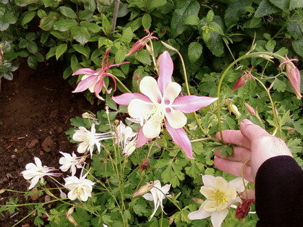 Aquilegia (aquilegia)