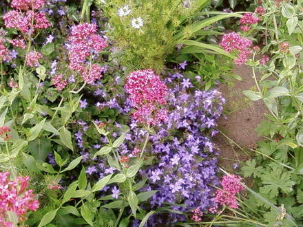 Campanula and pink alien invader!