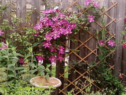 Clematis hanging on for dear life!