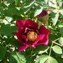 Tree Peony