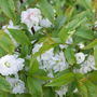 cherry2.jpg