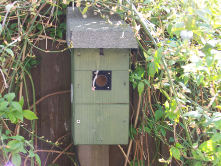 nestbox4.jpg