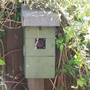 Nestbox4
