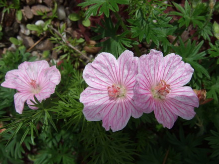 Geranium sanguineum (Geranium sanguineum)