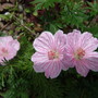 3_geranium_sanguineum_3