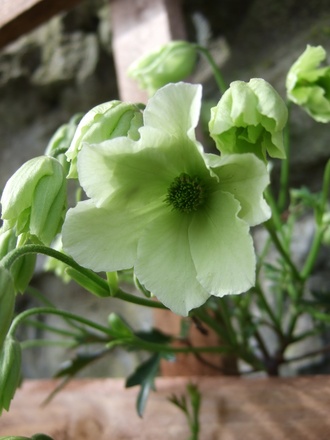 Clematis 'Early Sensation' (Clematis)