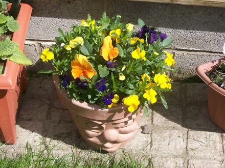 cheerful chappy