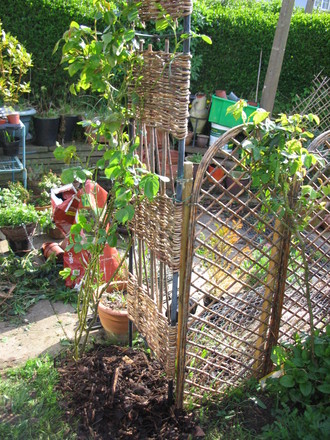 Honeysuckle gone