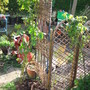 Honeysuckle gone