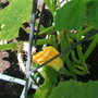 Garden_jul_07_031