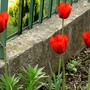 Late red tulips. (Tulipa Triumph Bastogne)