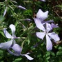 Phlox divaricata 'Clouds of Perfume' (Phlox divaricata (Blue Phlox))