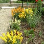 Wallflowers (Cheiranthus mixed)
