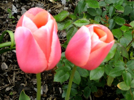 Large pink tulips (Tulipa cottage menton)