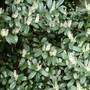 Laurel