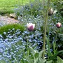 More tulips