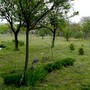 Lower garden