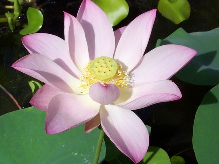 Lotus