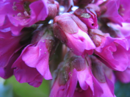 Bergenia