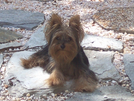 Wrigley on flagstones