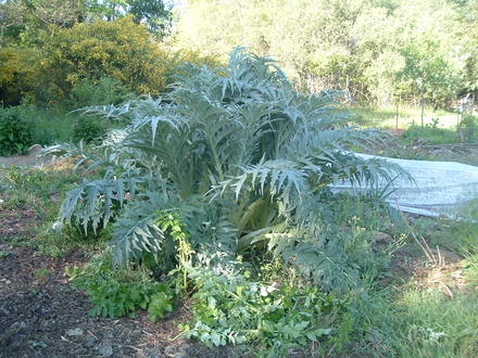 Cardoon