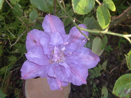 clematis