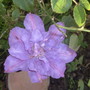 clematis