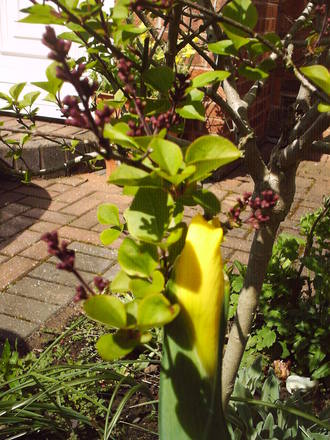 front_garden_2_may.jpg