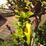 front_garden_2_may.jpg