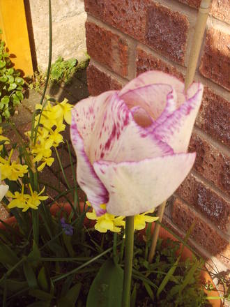 tulip_front_pot_2_may.jpg