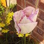tulip_front_pot_2_may.jpg
