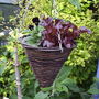 Wicked Witch's Planter