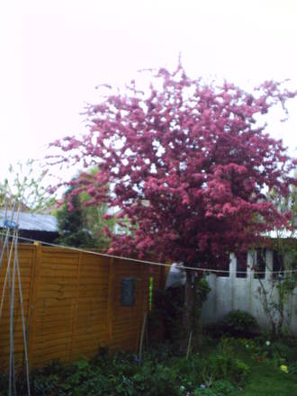 FLOWERING_PLUM_29_APRIL.jpg
