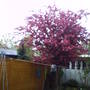 FLOWERING_PLUM_29_APRIL.jpg