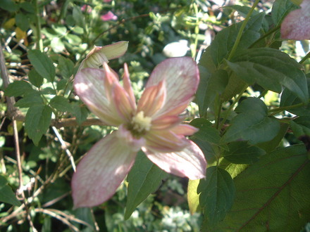 clematis
