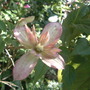 clematis