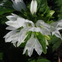 Campanula_glomerata__alba_