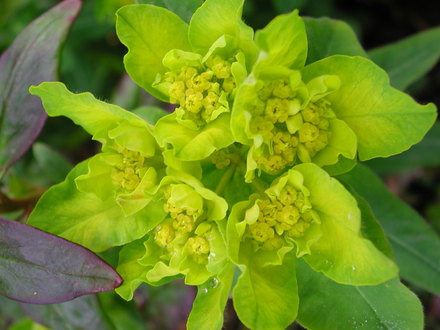 Euphorbia polychroma (Euphorbia polychroma)