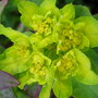 Euphorbia polychroma (Euphorbia polychroma)