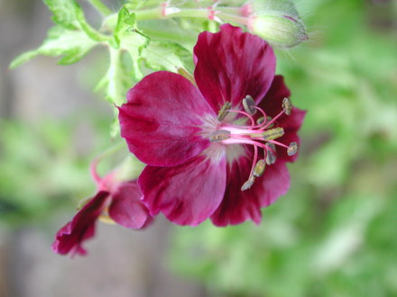 Geranium phaeum (Geranium phaeum (Mourning widow))