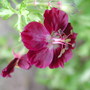 Geranium phaeum (Geranium phaeum (Mourning widow))