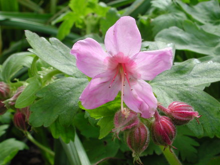Geranium x cantabrigiense (Geranium x cantabrigiense (Hardy geranium))