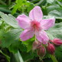 Geranium_mac