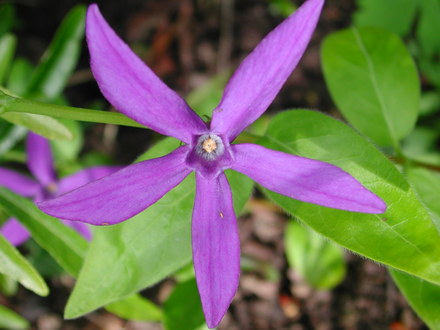 Vinca major (Vinca major (Turu Nitiniti So))