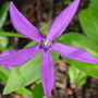 Vinca major (Turu Nitiniti So)