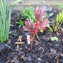 A garden flower photo