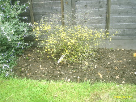 A garden flower photo