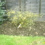A garden flower photo
