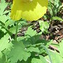 Meconopsis cambrica (Meconopsis cambrica)