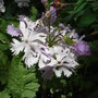 Primula sieboldii 'Lilac Sunbonnet' (Primula sieboldii 'Lilac Sunbonnet')